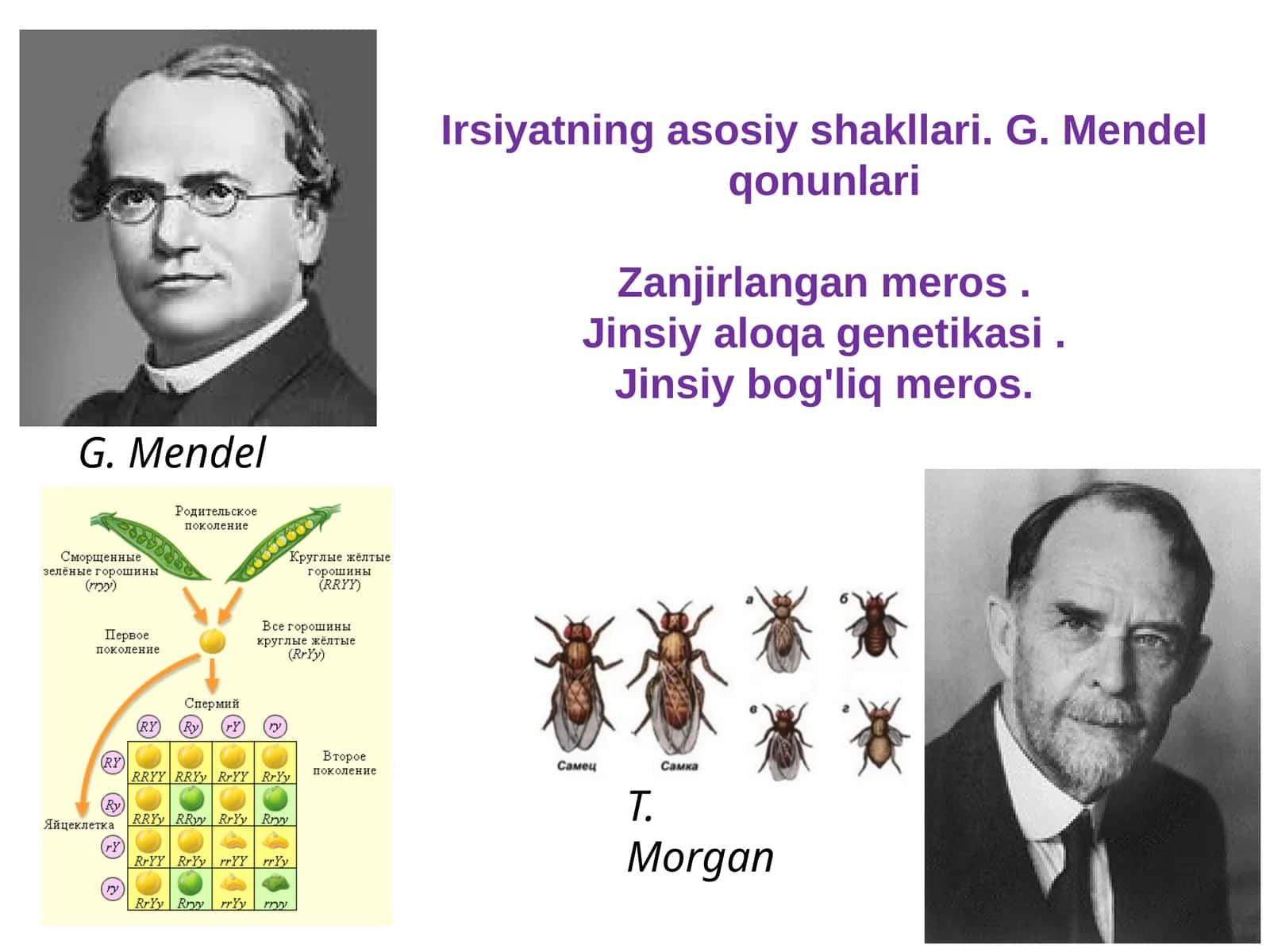 Irsiyatning asosiy shakllari.G. Mendel qonunlari 1