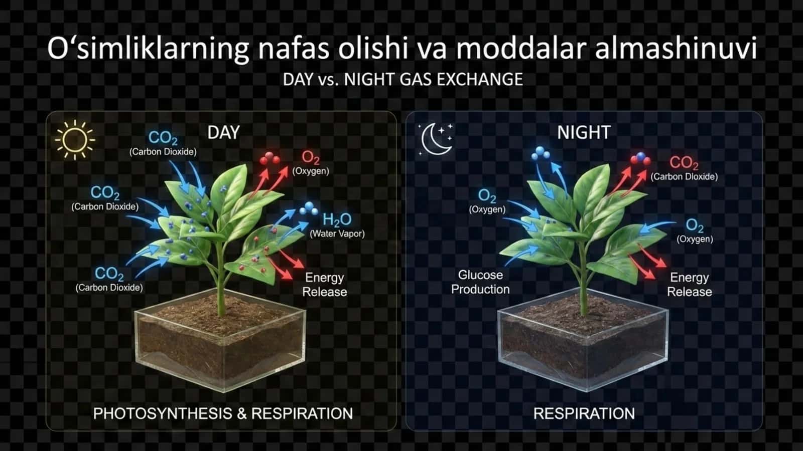 O'simliklarning nafas olishi va moddalar almashinuvi 1