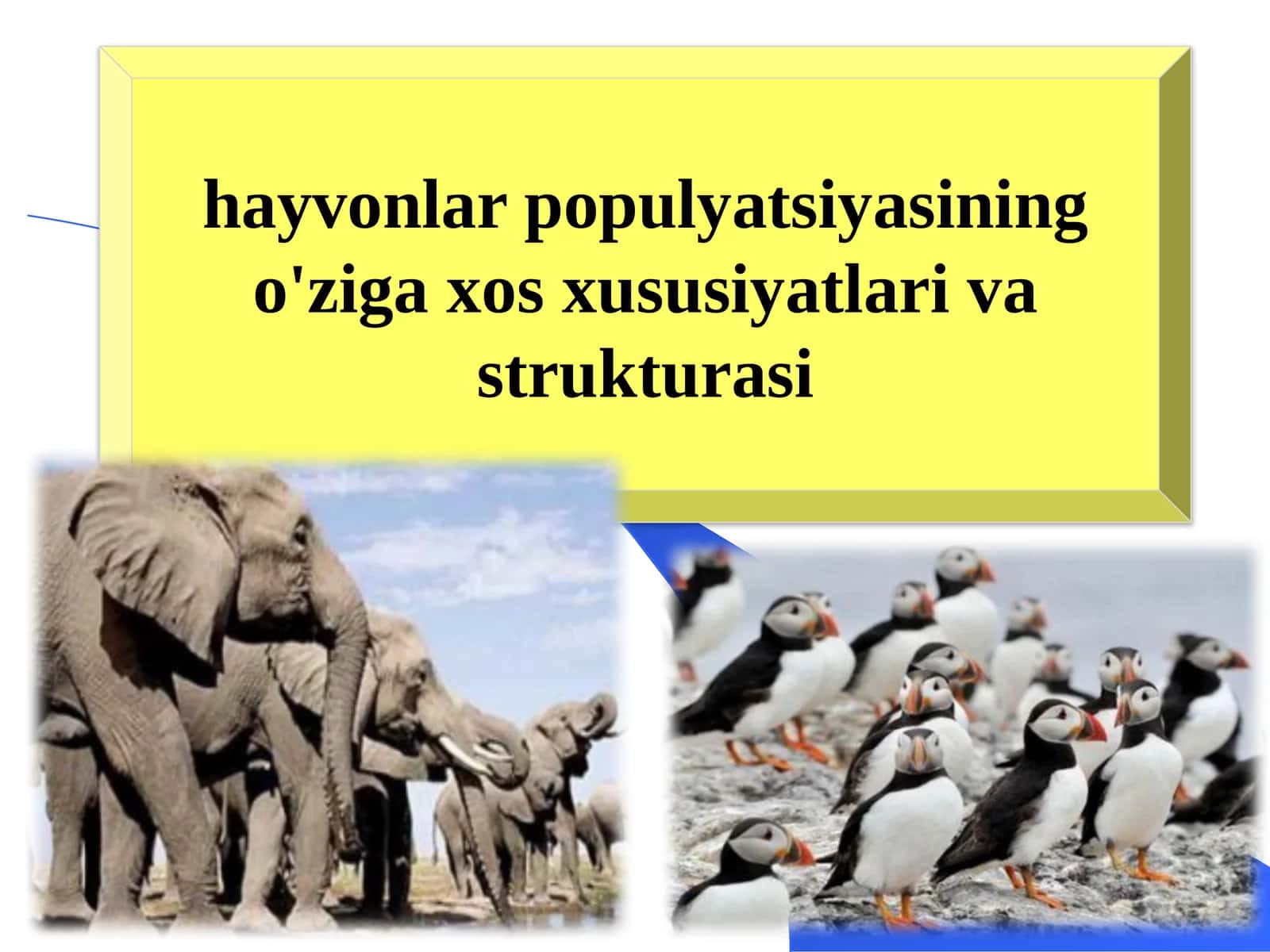 Hayvonlar Populyatsiyasi 1