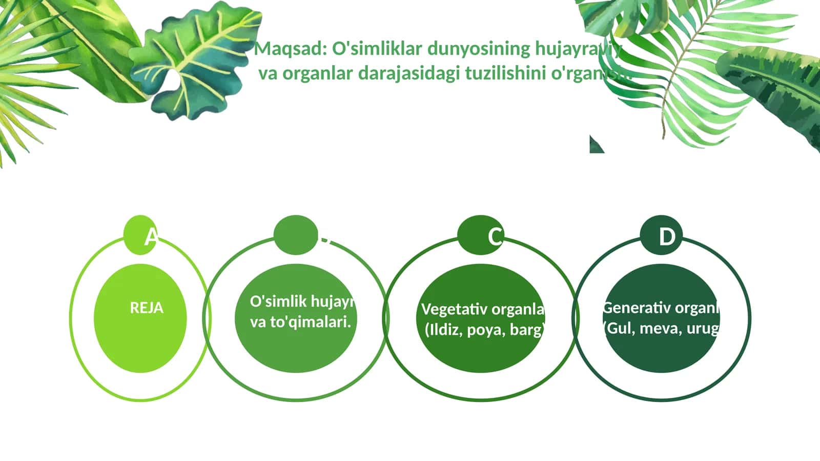 O'simlik hujayrasi va to'qimalari 1