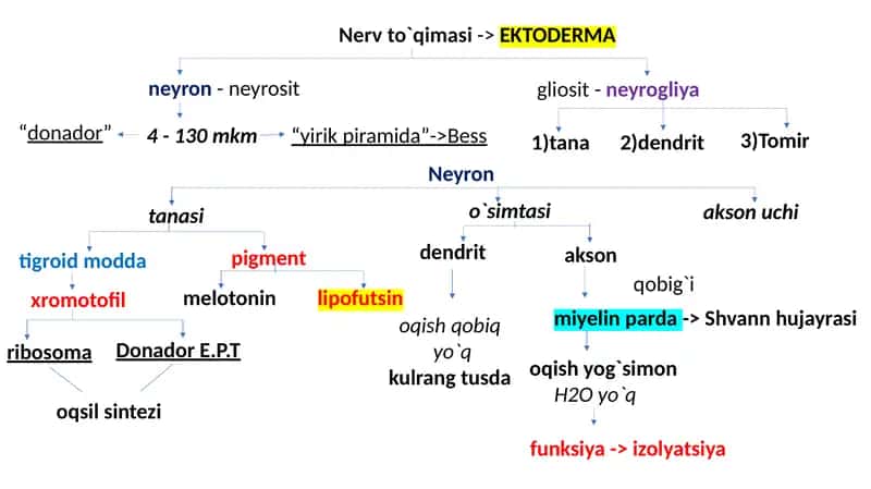 NERV SISTEMASI 1