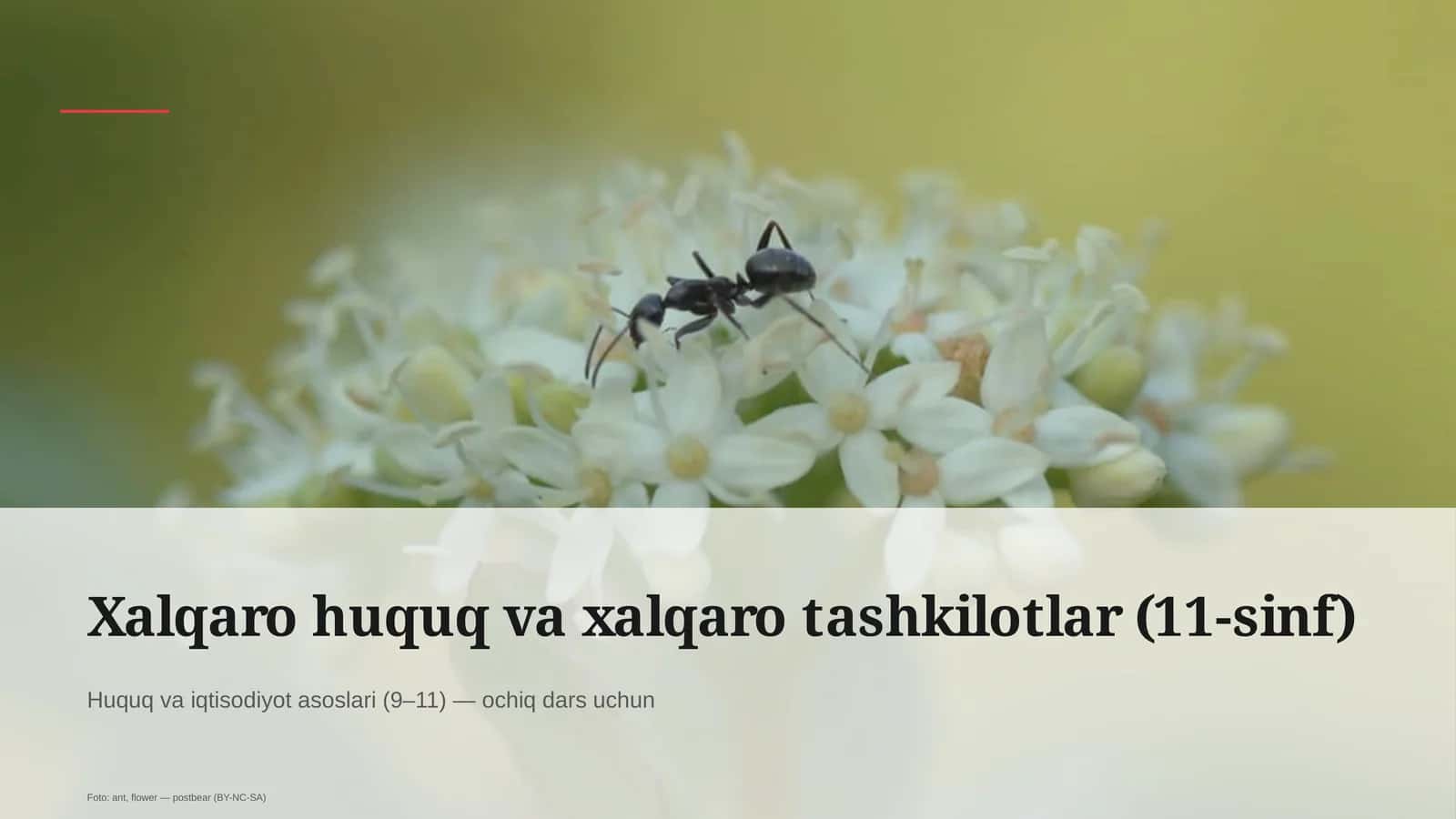 Xalqaro huquq va xalqaro tashkilotlar (11-sinf) 1