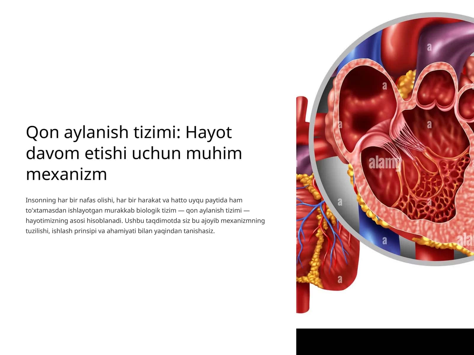 Qon aylanish tizimi: Hayot davom etishi uchun muhim mexanizm 1