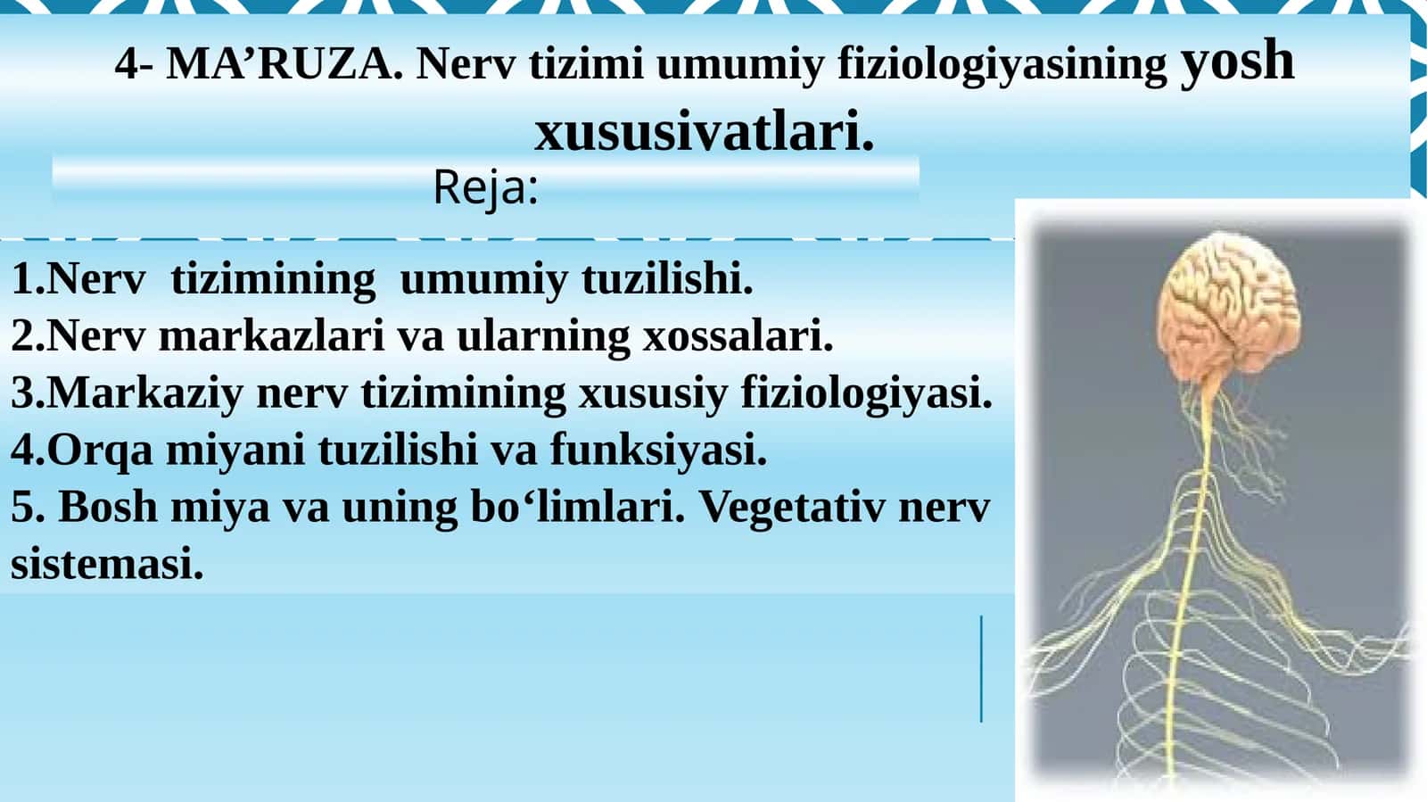 4-MA’RUZA.Nerv tizimi umumiy fiziologiyasining yosh xususiyatlari 1
