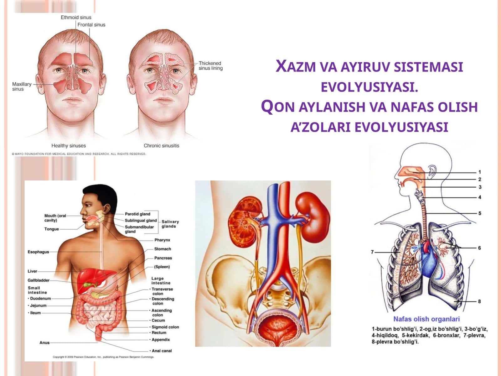 Ovqat hazm qilish sistemasining evolyutsiyasi 1