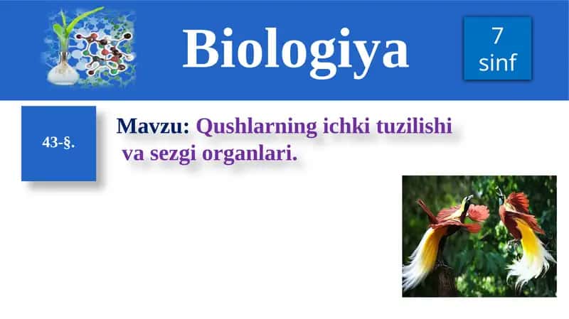 Qushlarning ichki tuzilishi 1