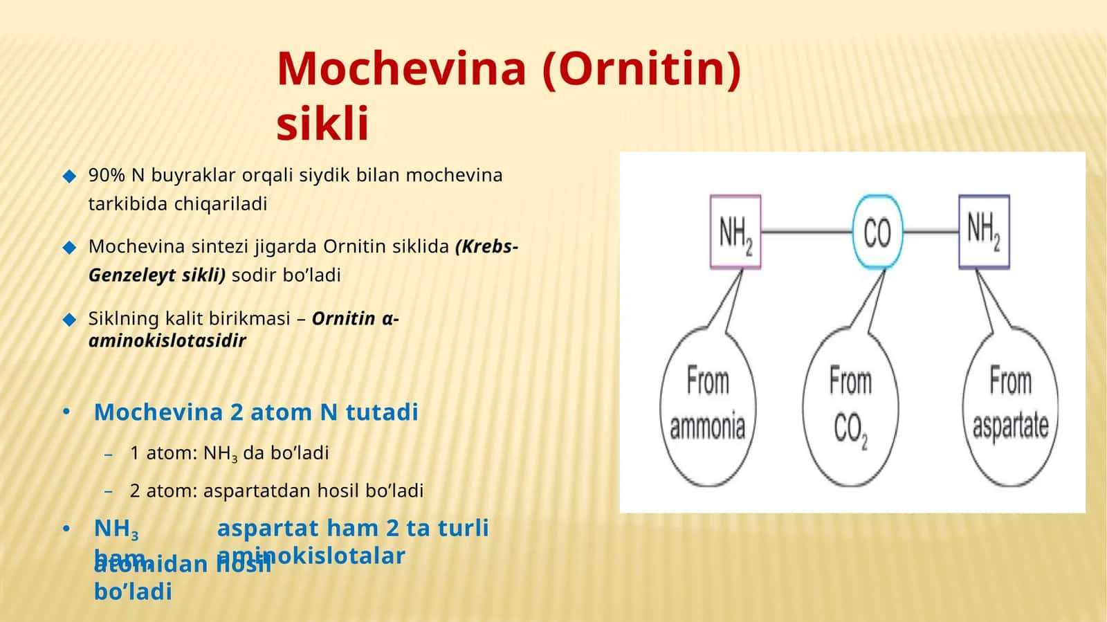Mochevina(Ornitin)sikli 1