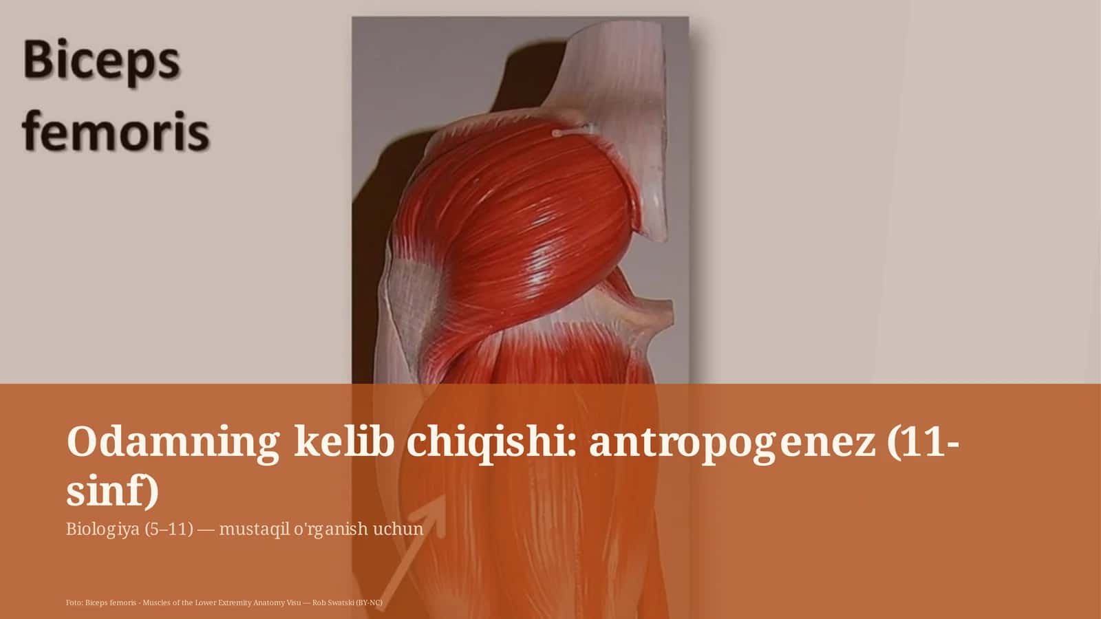 Odamning kelib chiqishi: antropogenez (11-sinf) 1