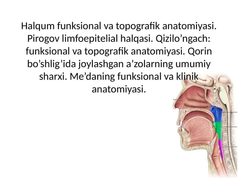 Halqum funksional va topografik anatomiyasi. Pirogov limfoepitelial halqasi. Qizilo’ngach: funksional va topografik anatomiyasi. Qorin bo’shlig’ida joylashgan a’zolarning umumiy sharxi. Me’daning funksional va klinik anatomiyasi. 1
