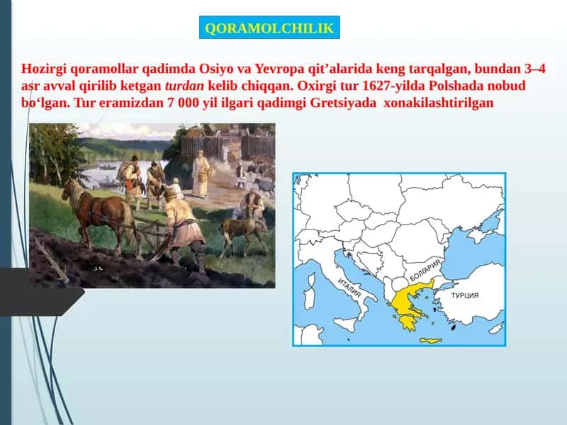 QORAMOLCHILIK 1
