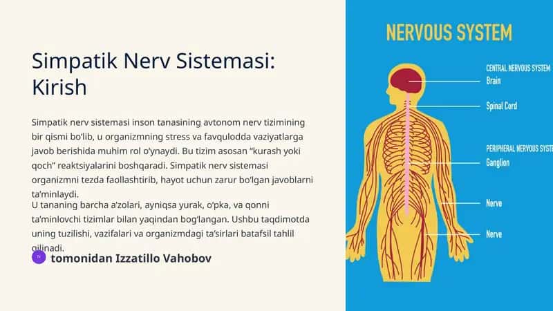 Simpatik Nerv Sistemasi 1