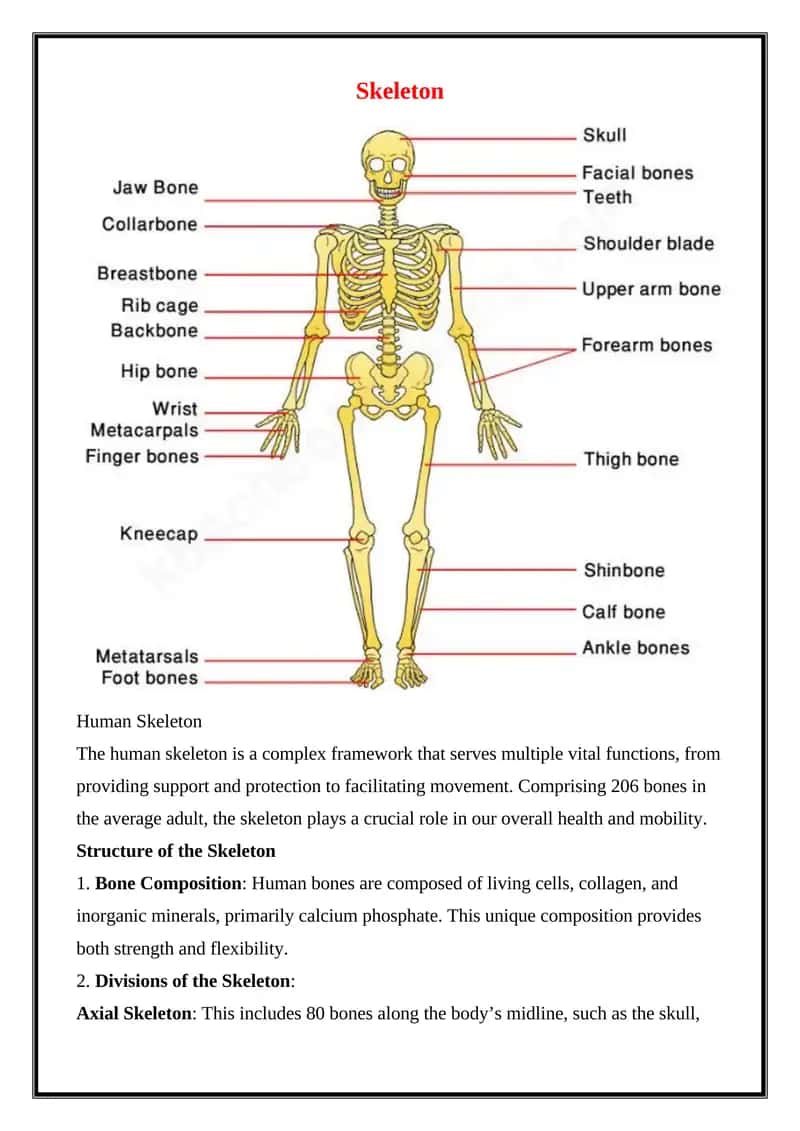 Skeleton 1