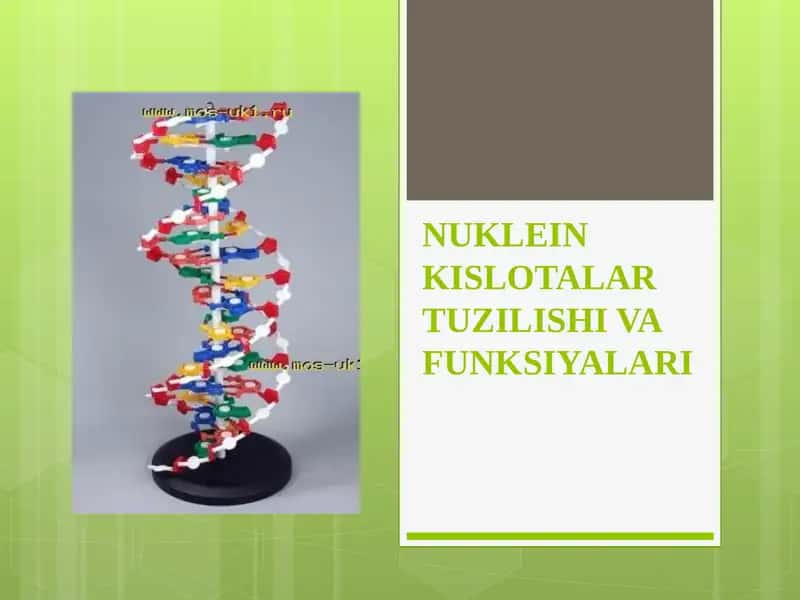 NUKLEIN KISLOTALAR TUZILISHI VA FUNKSIYALARI 1