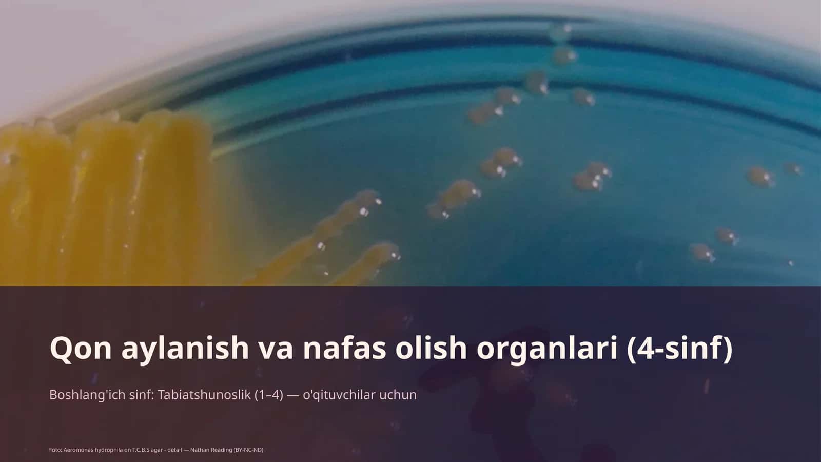 Qon aylanish va nafas olish organlari (4-sinf) 1