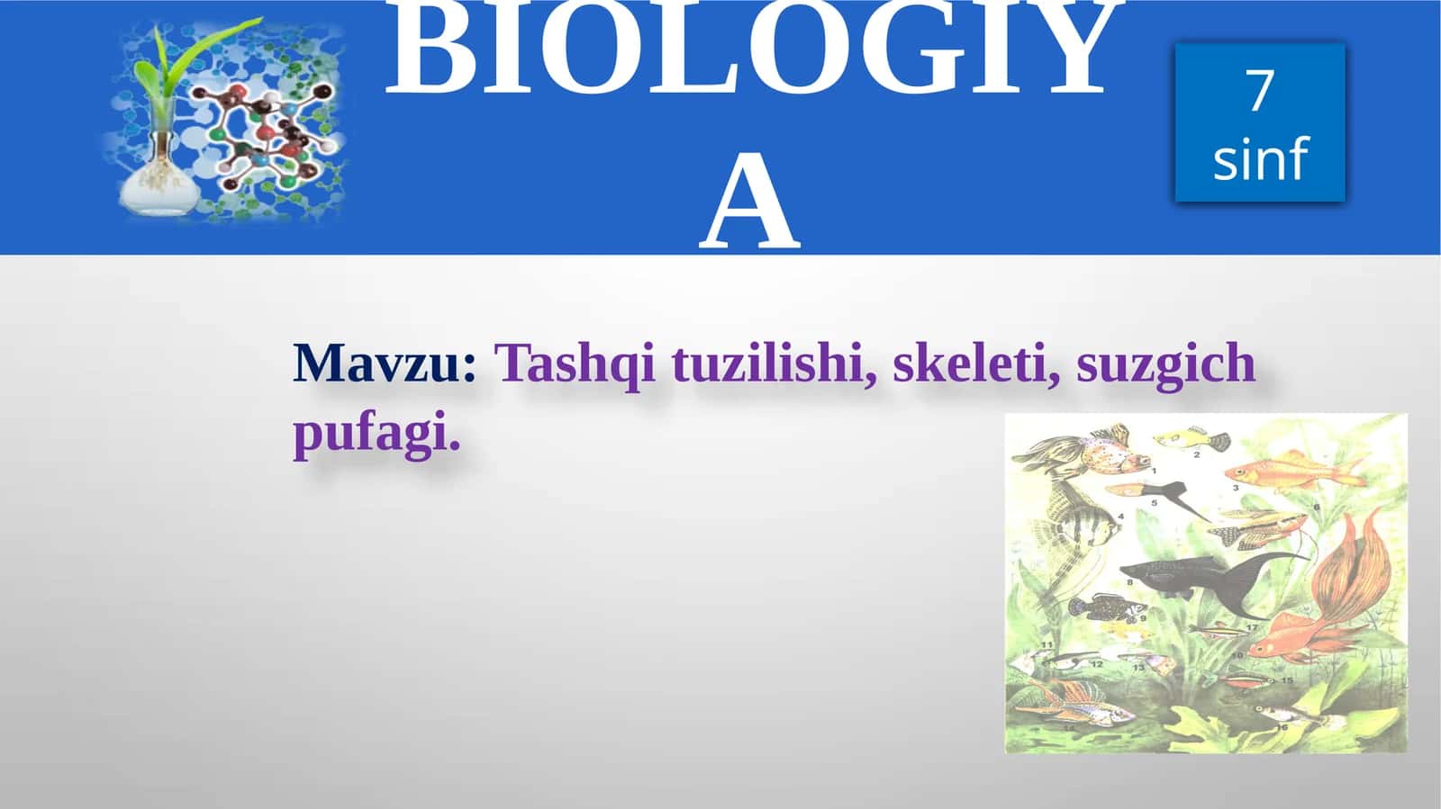 Tashqituzilishi,skeleti,suzgichpufagi 1