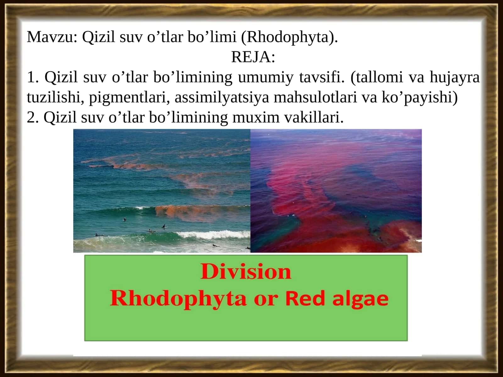 Qizil suv o’tlar bo’limi (Rhodophyta) 1