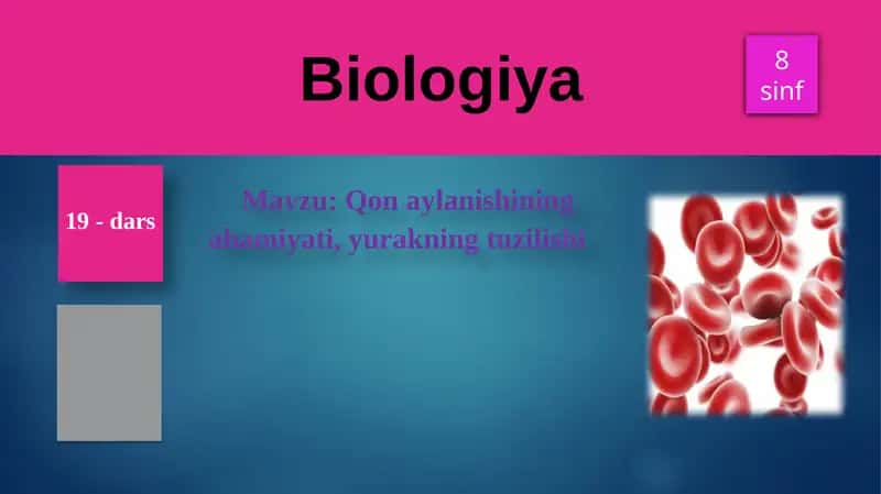 Qonaylanishiningahamiyati, yurakning tuzilishi 1