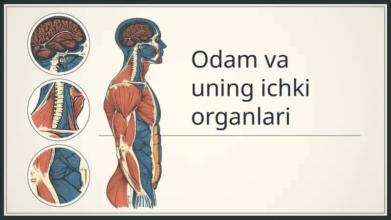 Odam va uning ichki organlari 1