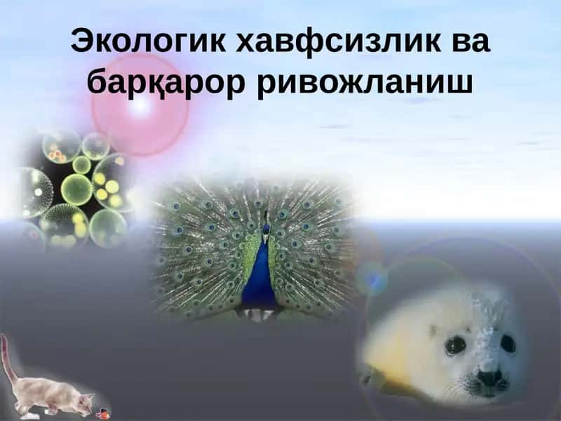 Экологик ҳавфсизлик ва барқарор ривожланиш 1