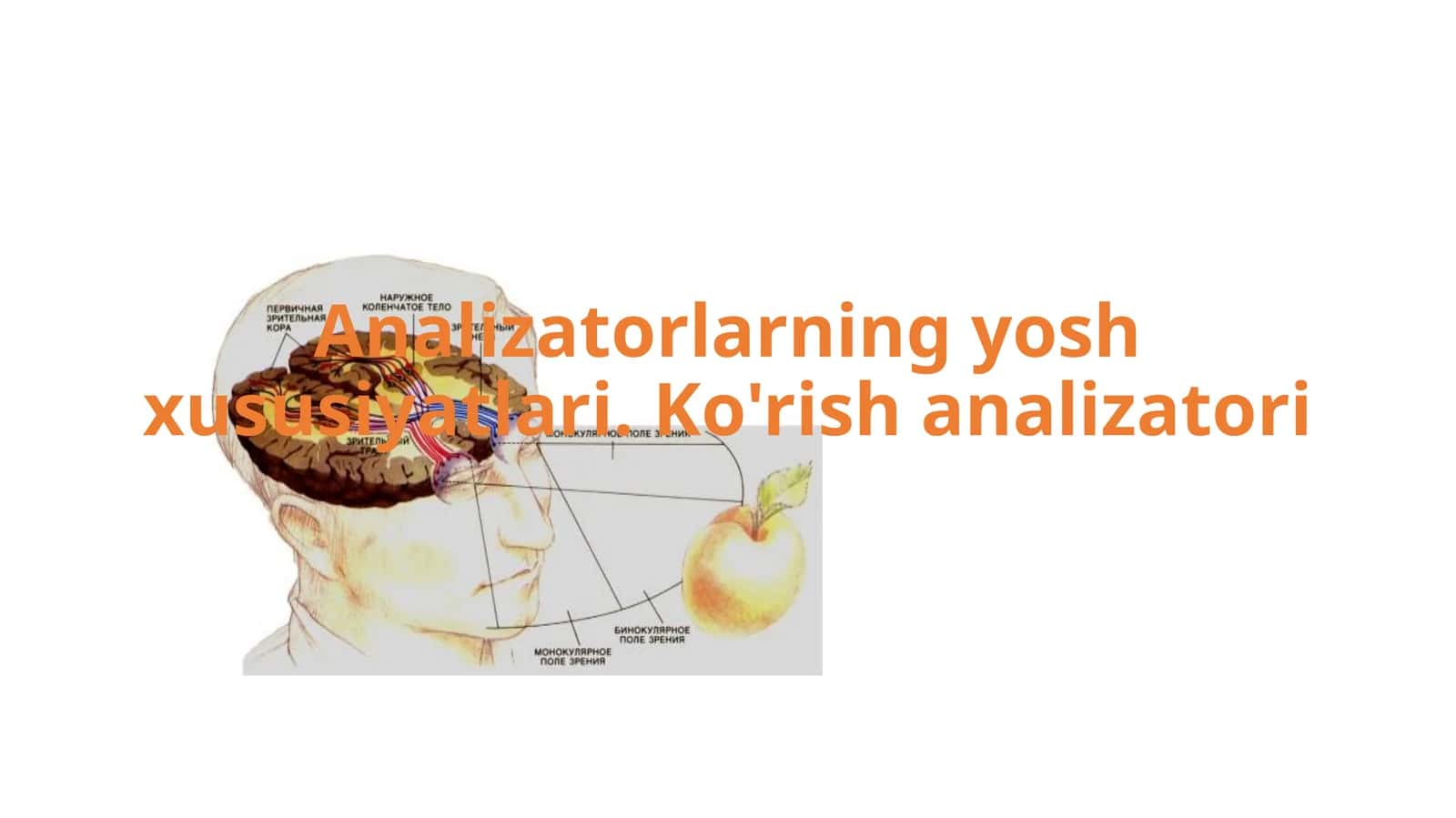 Ko'rish analizatori 1