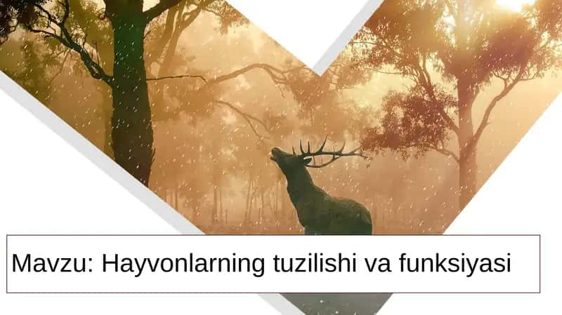 Hayvonlarning tuzilishi va funksiyasi 1