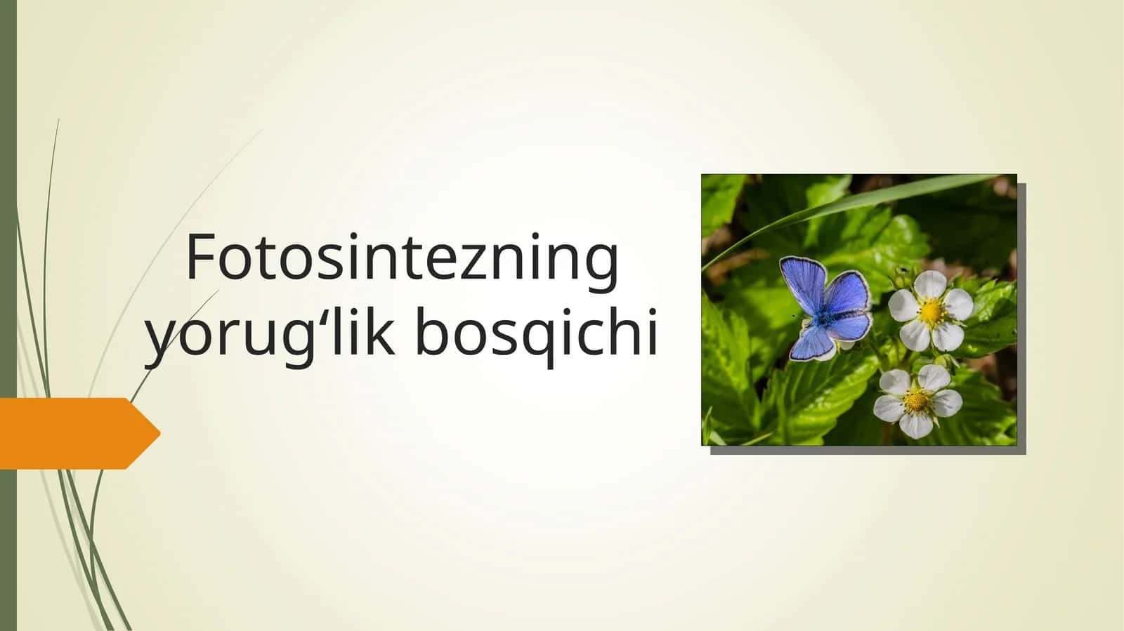 Fotosintezning yorugʻlik bosqichi 1