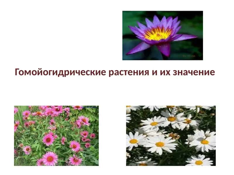 Гомойогидрические растения и их значение 1
