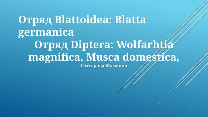 Blatta germanica 1