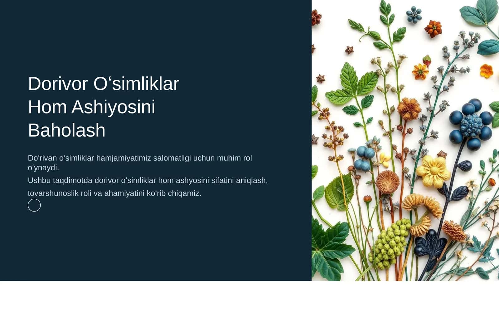Dorivor Oʻsimliklar 1