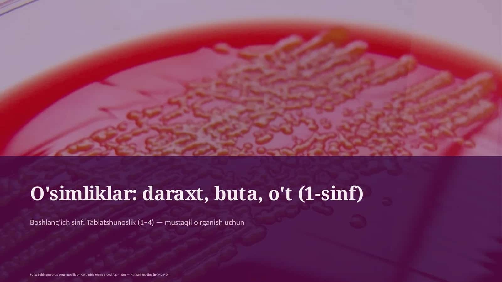 O'simliklar: daraxt, buta, o't (1-sinf) 1