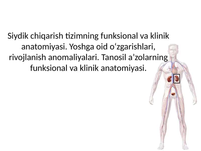 Siydik chiqarish tizimning funksional va klinik anatomiyasi. Yoshga oid o‘zgarishlari, rivojlanish anomaliyalari. Tanosil a’zolarning funksional va klinik anatomiyasi. 1