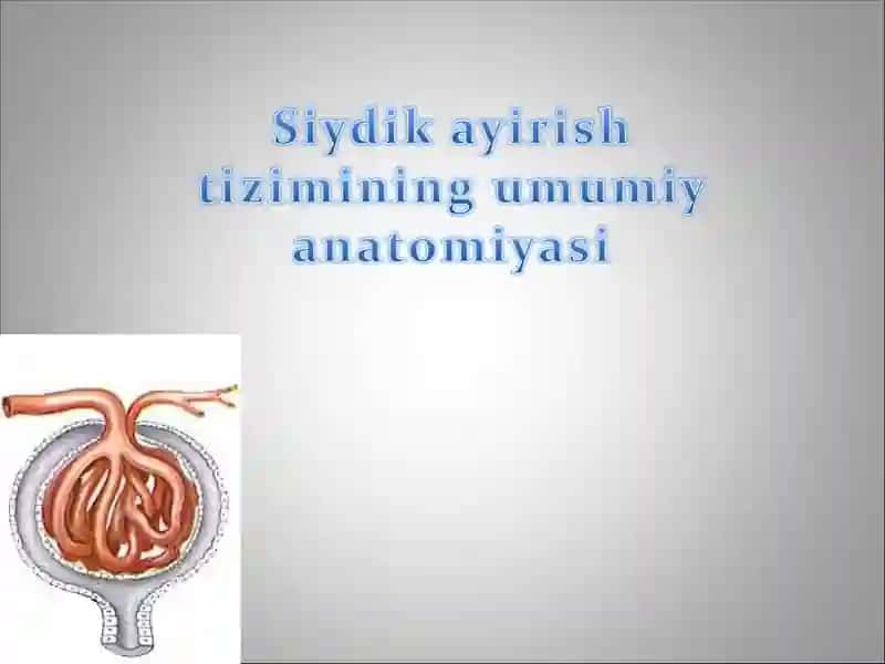 Buyraklar 1