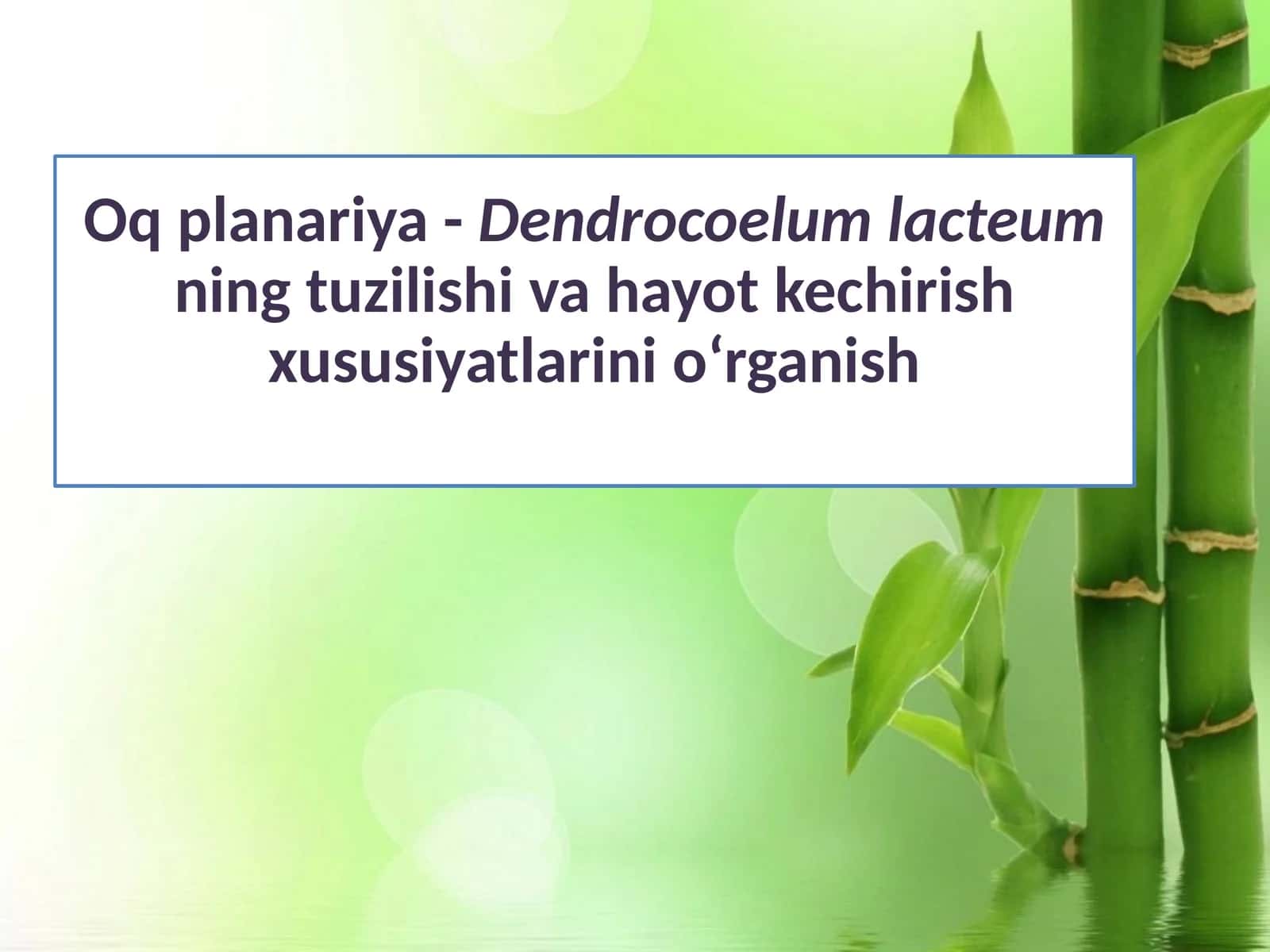 Oqplanariya-Dendrocoelumlacteumningtuzilishivahayotkechirishxususiyatlarinio‘rganish 1