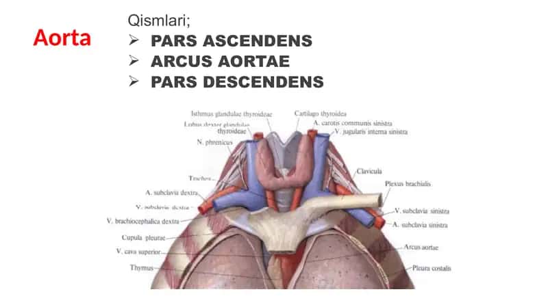 aorta 1