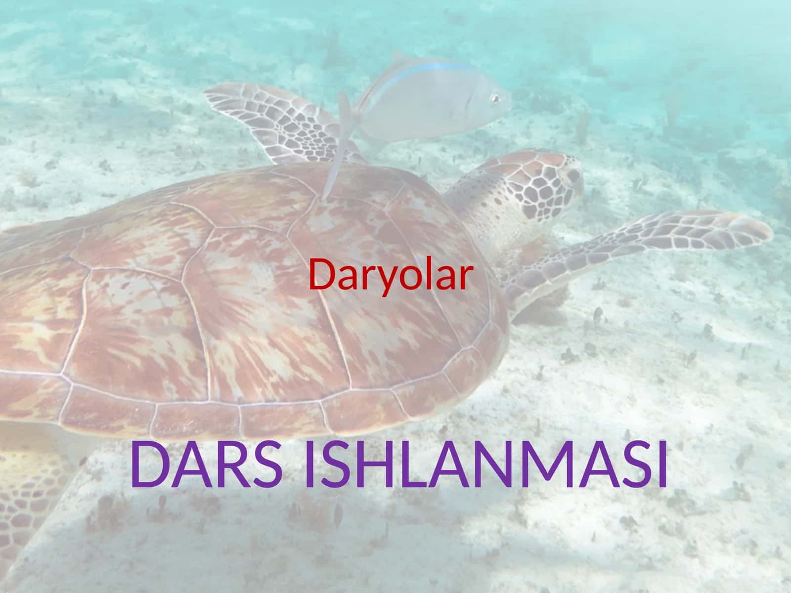Daryolar 1