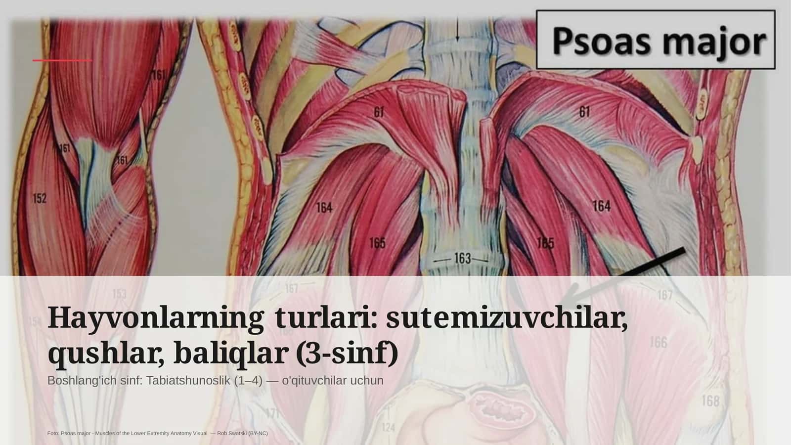 Hayvonlarning turlari (3-sinf) 1