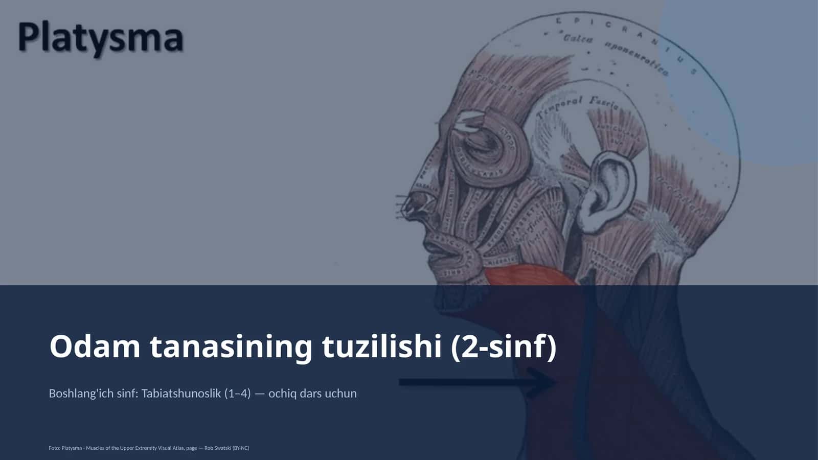 Odam tanasining tuzilishi (2-sinf) 1