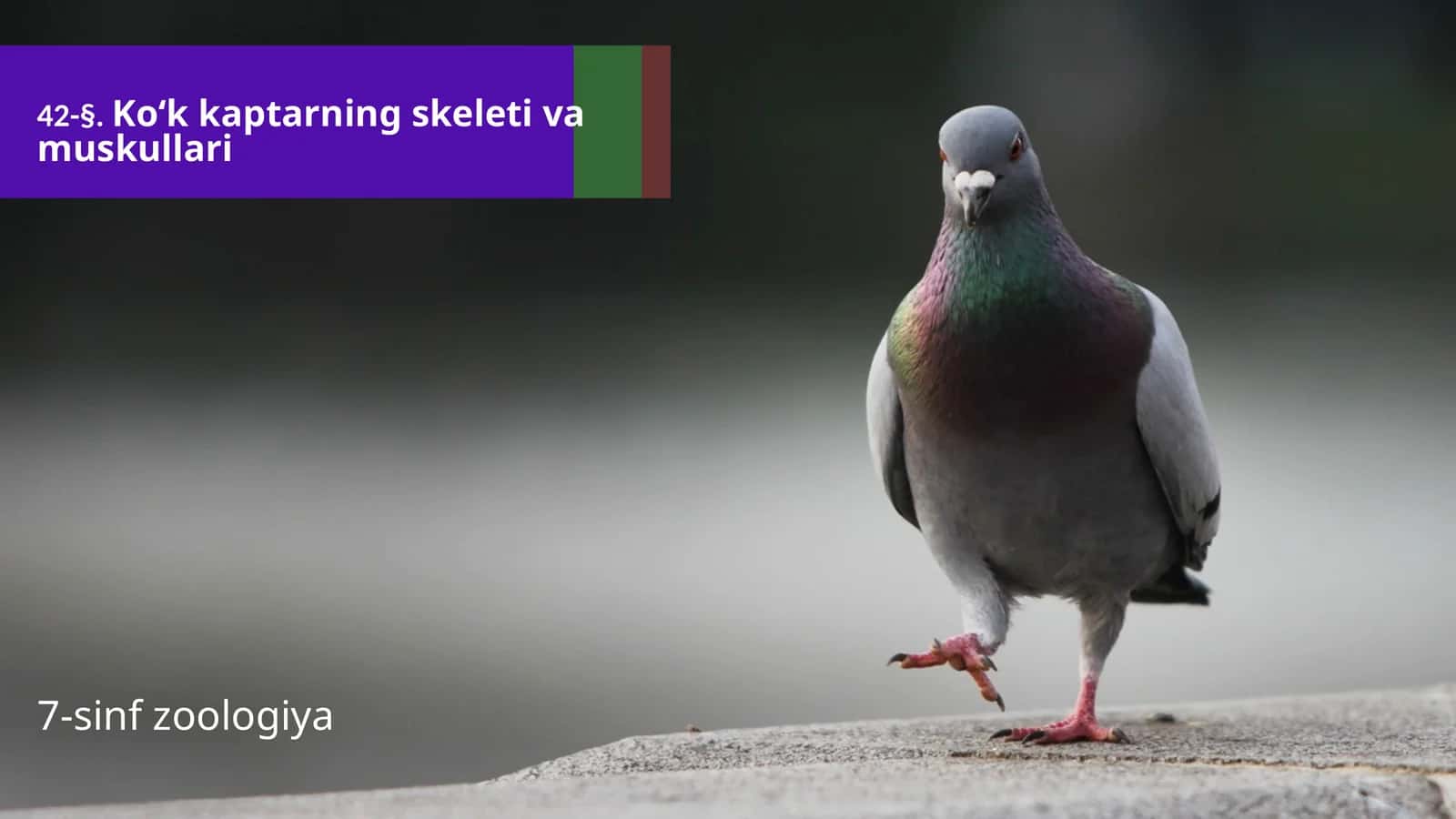 Ko‘k kaptarning skeleti va muskullari 1