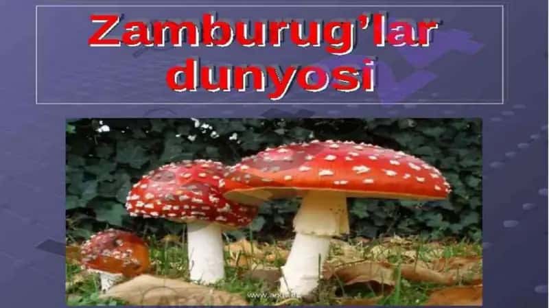 Zamburugʻlar dunyosi 1
