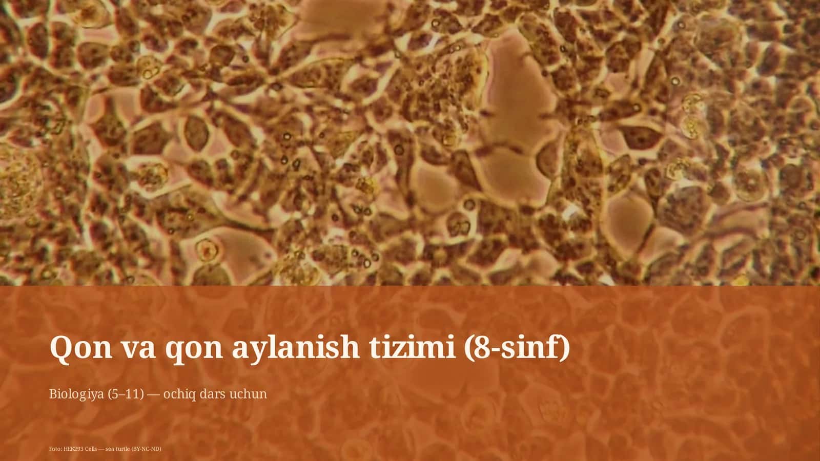 Qon va qon aylanish tizimi (8-sinf) 1