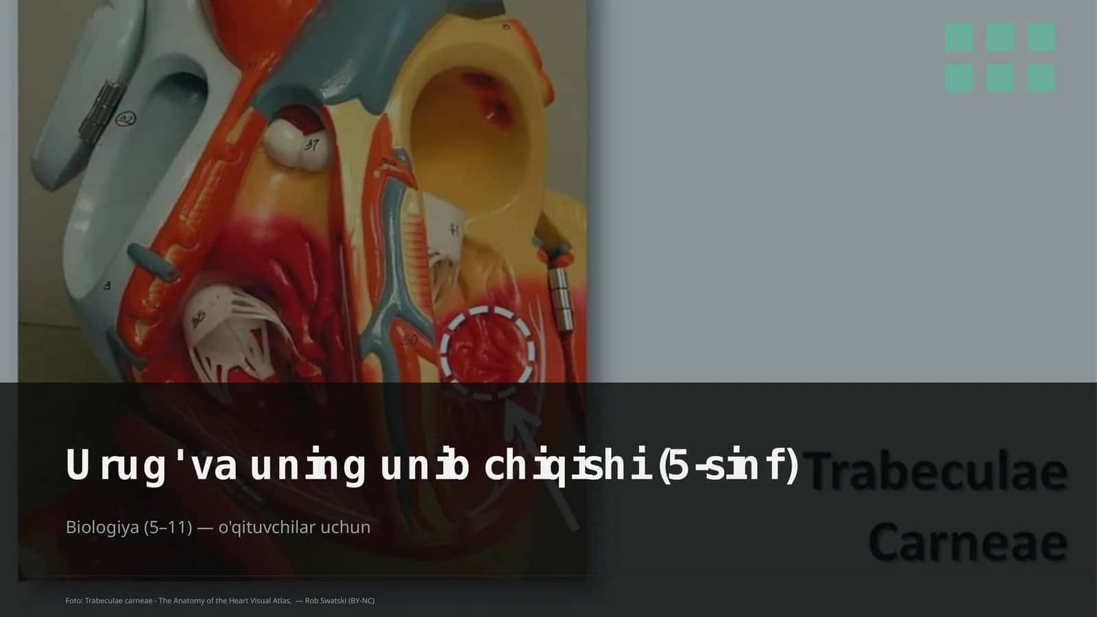 Urug' va uning unib chiqishi (5-sinf) 1