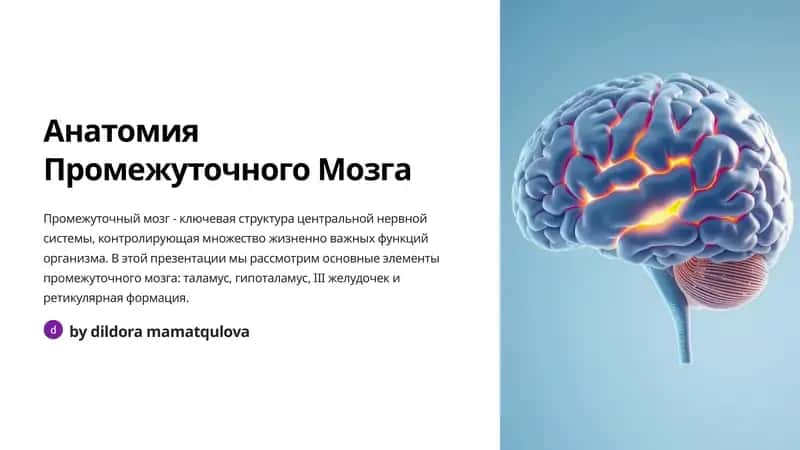 Анатомия Промежуточного Мозга 1