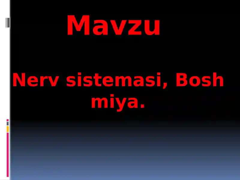 Nerv sistemasi, Bosh miya.