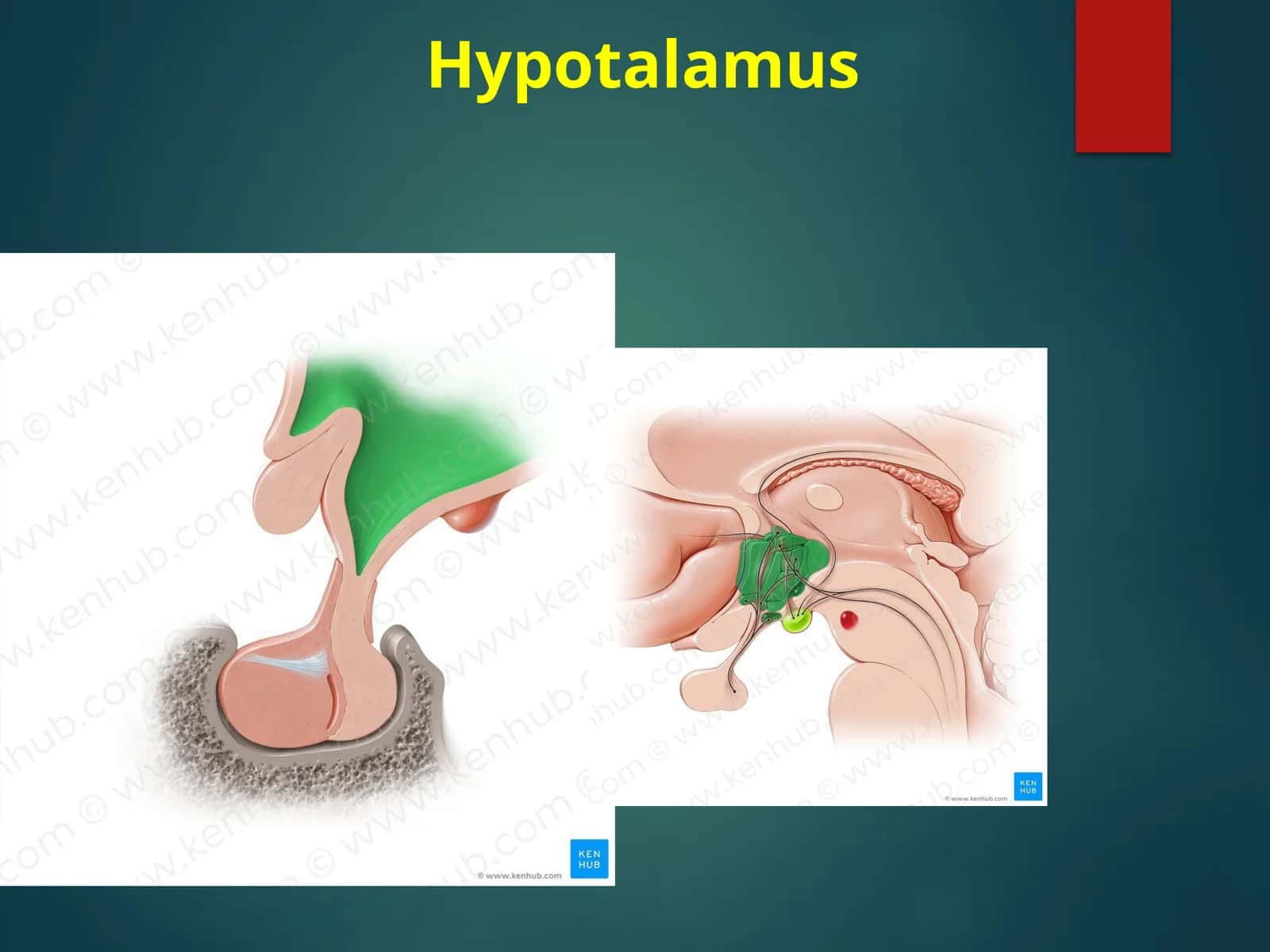 Hypotalamus 1