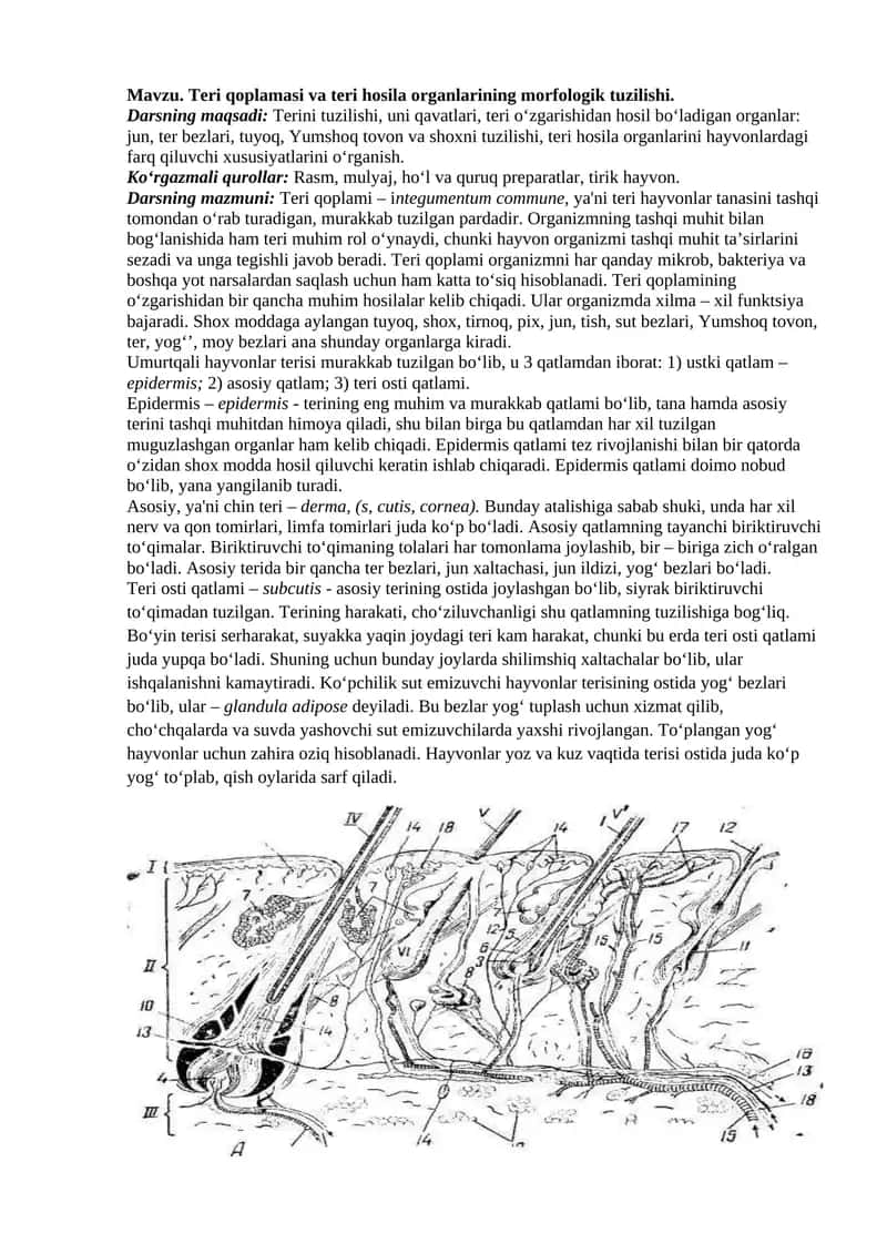 Teri qoplamasi va teri hosila organlarining morfologik tuzilishi 1