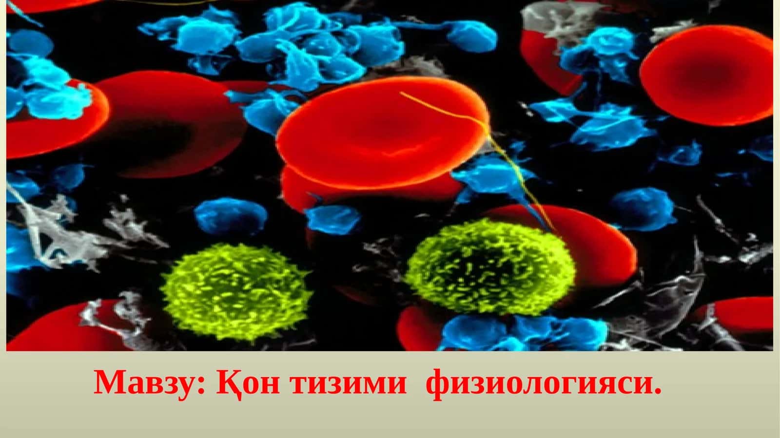 Қонтизимифизиологияси 1