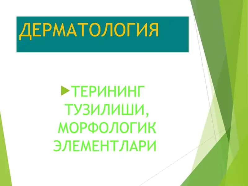 ДЕРМАТОЛОГИЯ Терининг тузилиши тери тузилиши 1