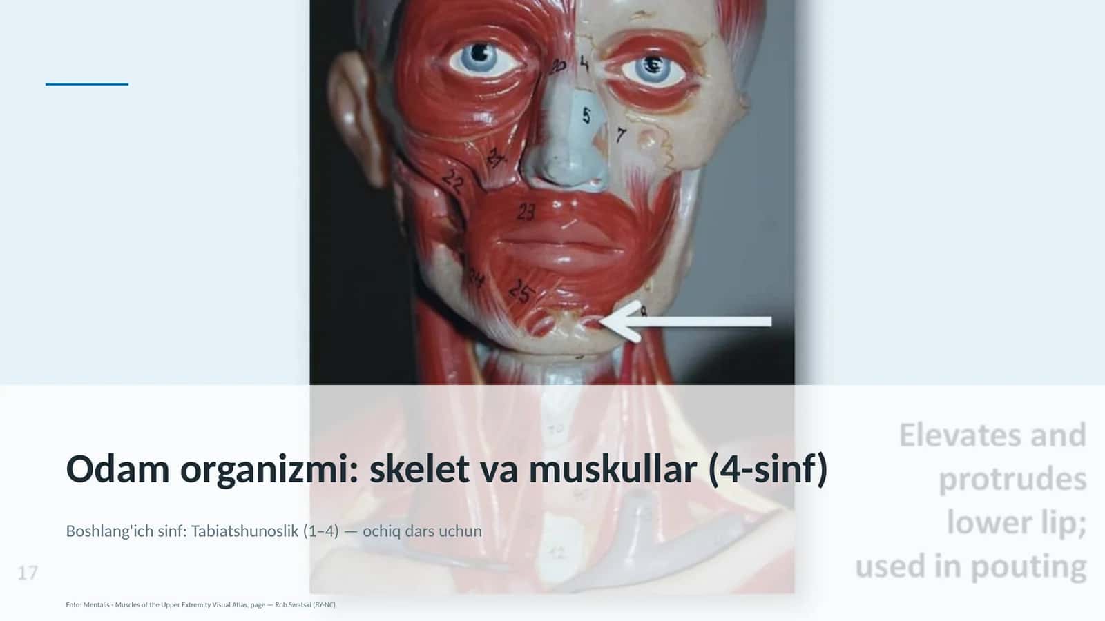 Odam organizmi: skelet va muskullar (4-sinf) 1