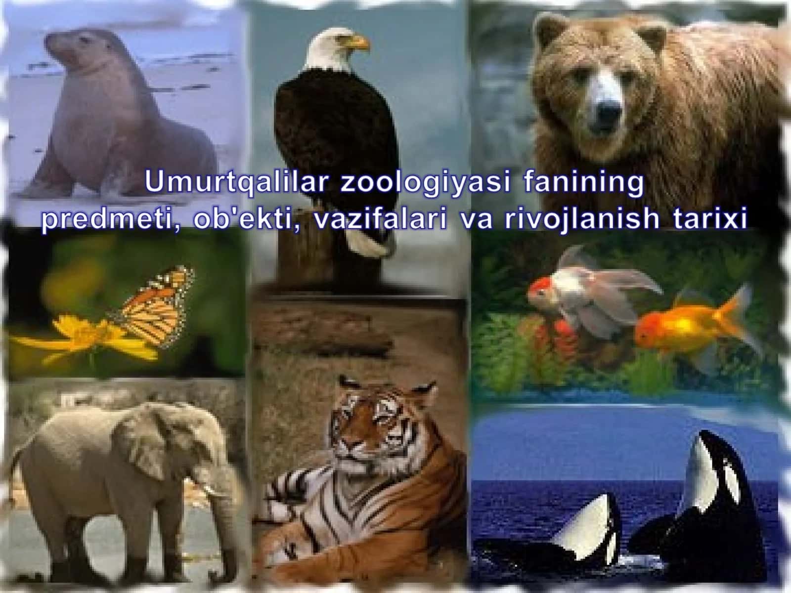 Zoologiya 1