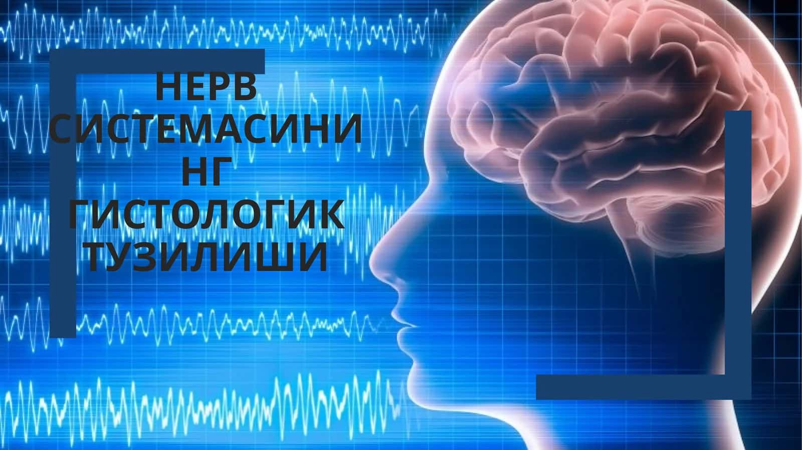 НЕРВ СИСТЕМАСИНИНГ ГИСТОЛОГИК ТУЗИЛИШИ 1